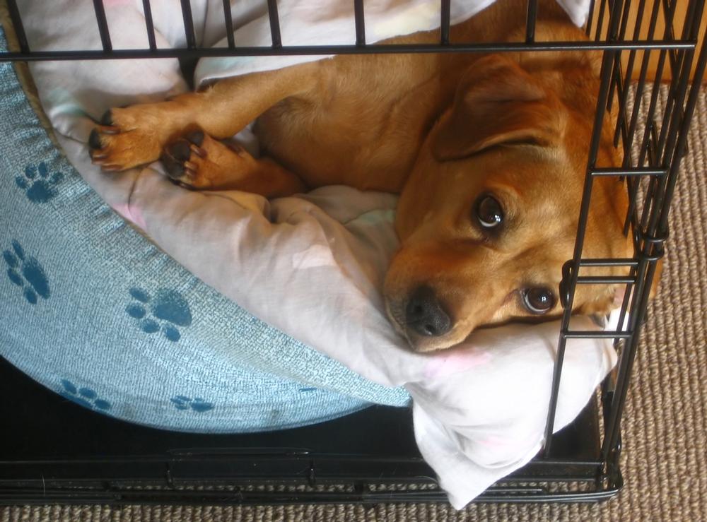 Support Furry Friends at Northwood’s Humane Society