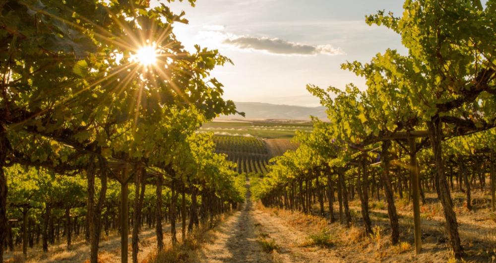 25 Washington Wineries