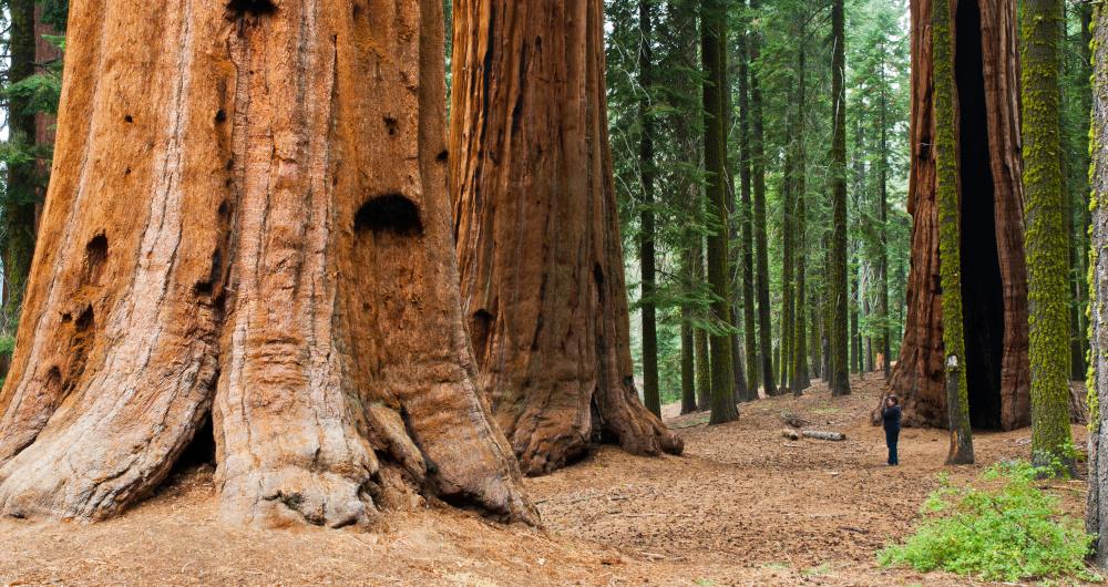 Where to Stay Near Sequoia National Park