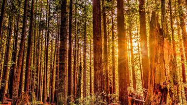 Redwood National Park Campgrounds