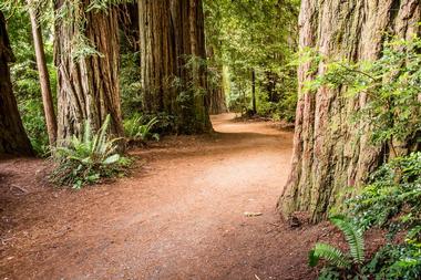 Scenic Drives in Redwood National Park