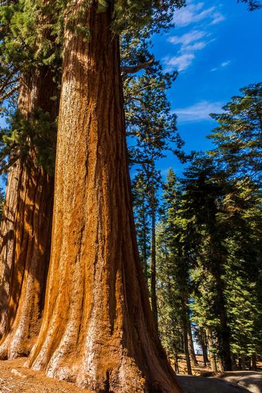 Hiking in Redwood National Park