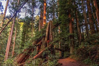 Wildlife Viewing in Redwood National Park