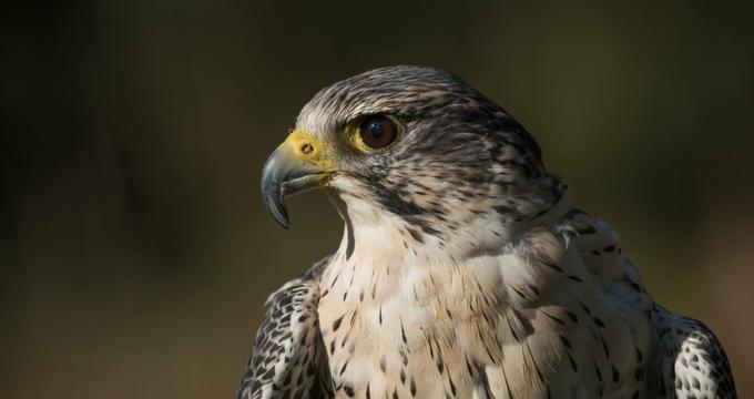 World Center for Birds of Prey