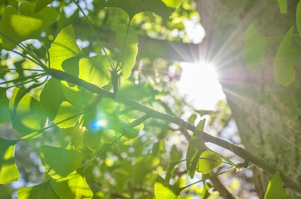 Hike and Relax in the Serene Hayswood Nature Reserve