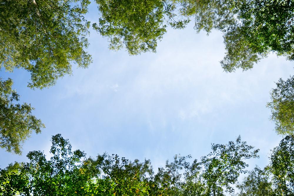 Explore Rugged Trails in Harrison-Crawford State Forest