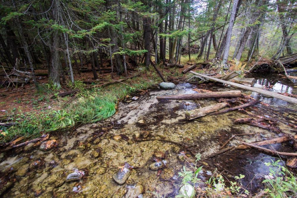 Wander Through Towering Forests at Hartwick Pines State Park