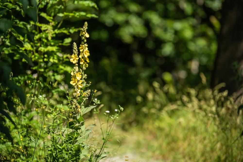 Hike or Paddle the Scenic Mason Tract Pathway