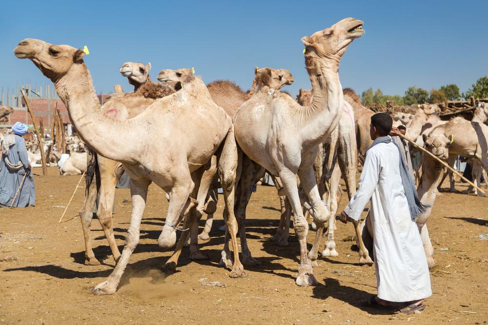 Experience Authentic Markets: Wander the Camel Markets and Streets of Daraw
