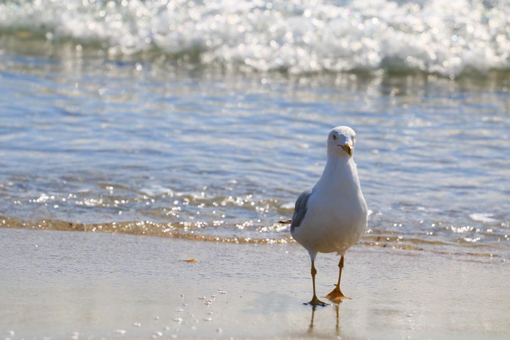 Grayton Beach State Park