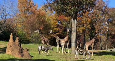 Zoos near Charlotte, NC