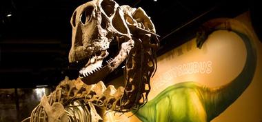 DinoLabs & DinoDig