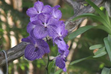 Conservation Gardens