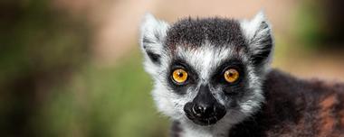 Duke Lemur Center Mission & Tours