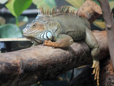 Holden Reptile Conservation Center