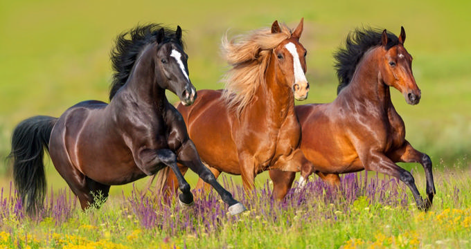 The Story of Wild Love Preserve in Challis, Idaho