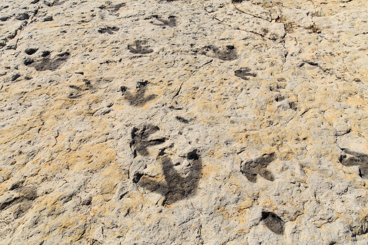 Dinosaur footprints in Morrison