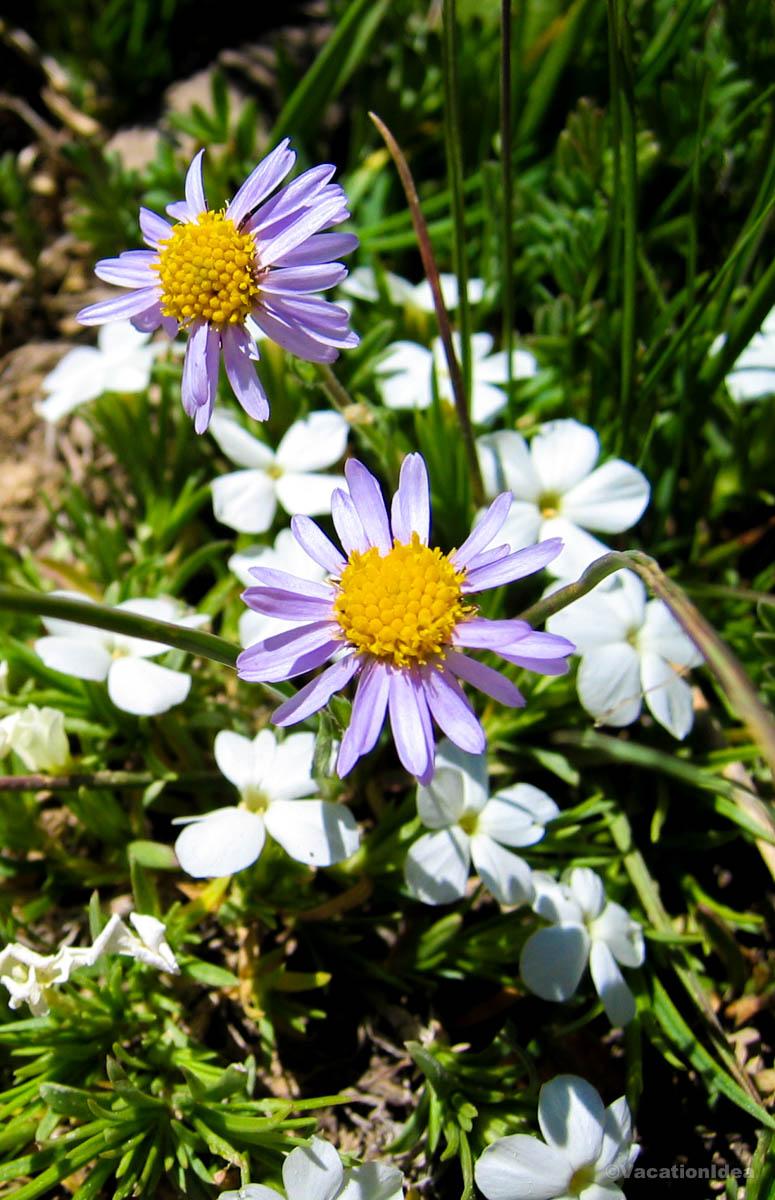 My photo of mountain flowers in the summer in Colorado