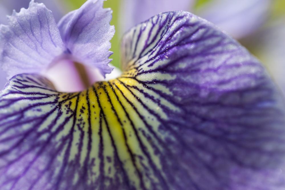 Walk through colorful flowerbeds and see blooming displays during summer in Fort Collins.