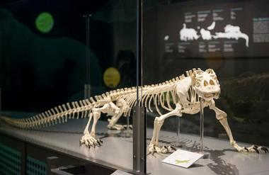 Animals at the North Carolina Museum of Natural Sciences