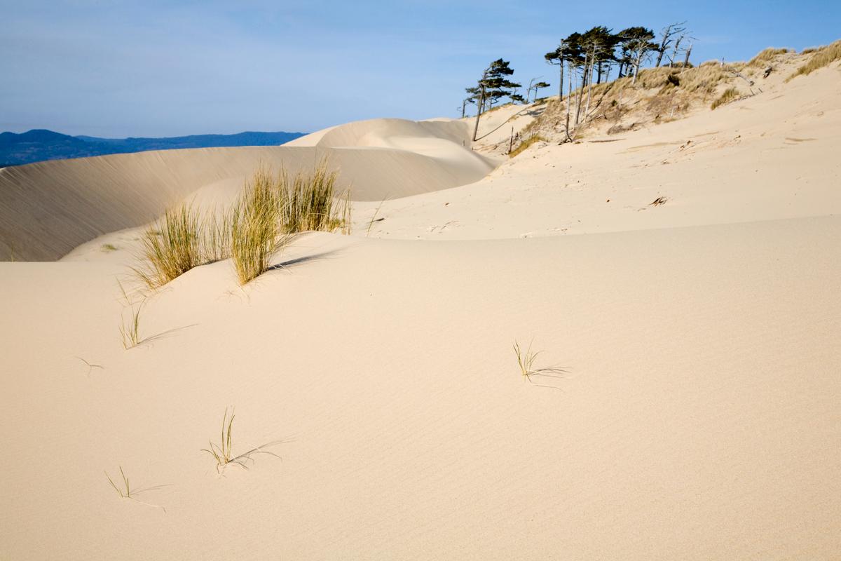 Oregon Dunes National Recreation Area, Sand Dunes