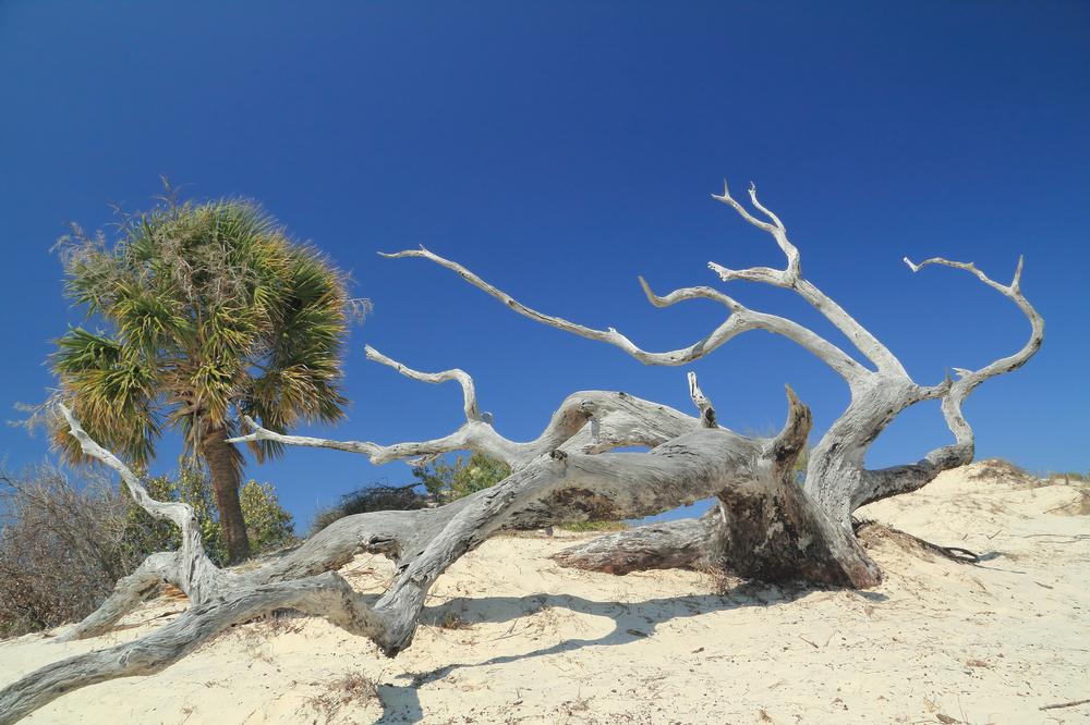 Sea Camp Beach - 2-hour drive from Savannah plus a ferry ride