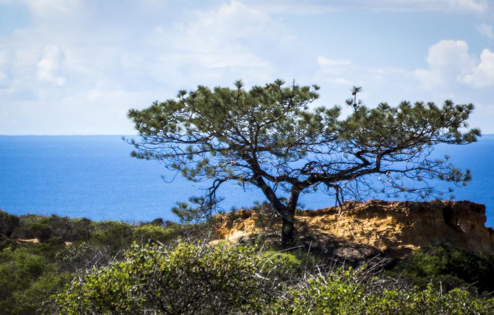 Torrey Pines State Nature Reserve | Things to Do in Del Mar, California