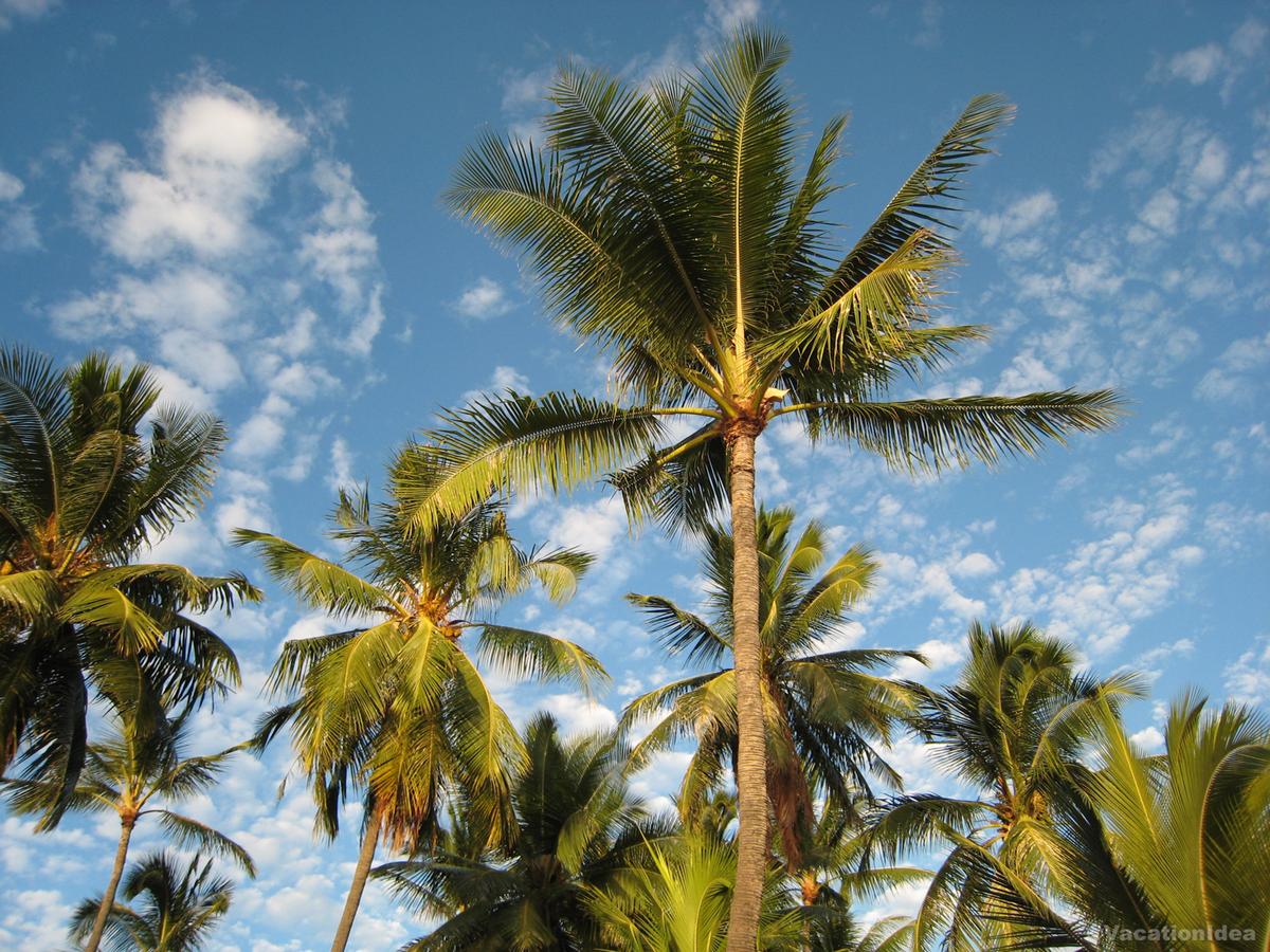 My photo of palm trees on our weekend getaway
