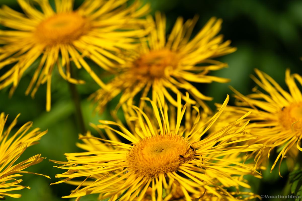 I took this photo of orange blooms in Fullerton Arboretum