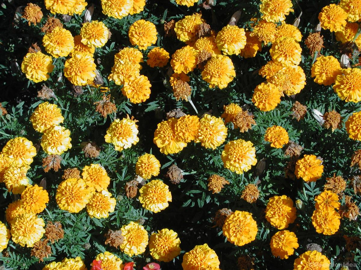 My photo of flowers in San Diego Botanical Garden