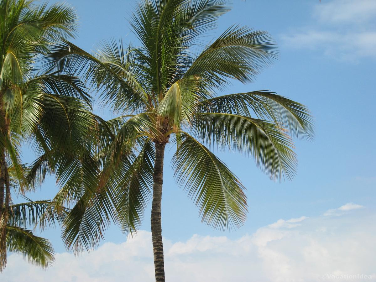 My photos of palm trees