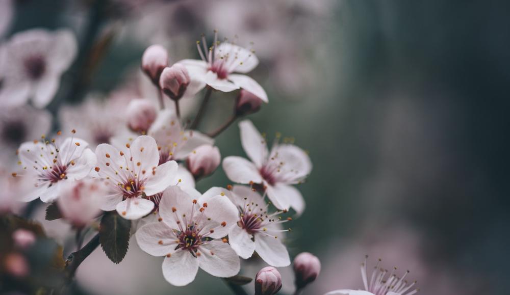 If You Love Springtime Blooms, Follow The Blossom Trail