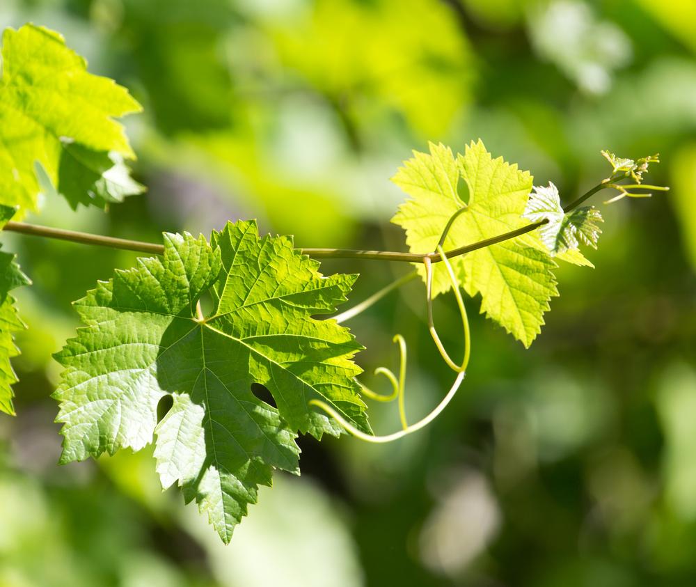 If You’re Craving a Wine Escape, Unwind at Lincourt Vineyards