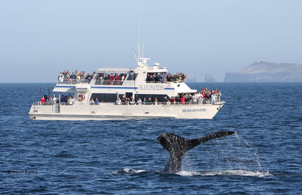 Set Sail for Adventure with Island Packers Tours