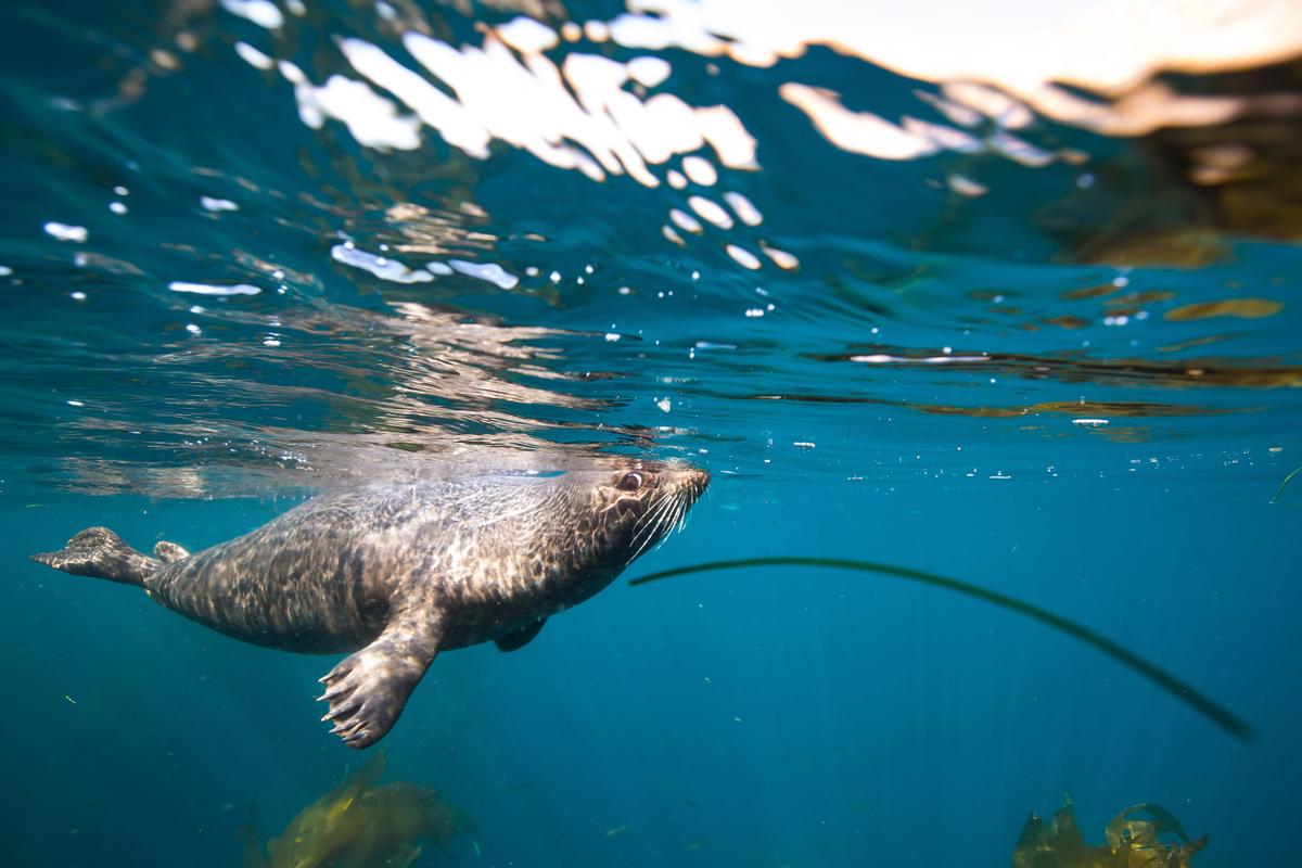 Harbor seal off the coast of Anacapa Island, Channel Islands National Park