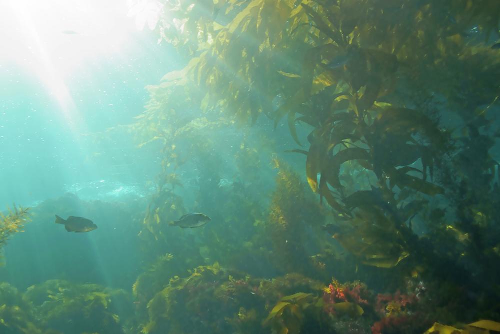 Snorkel, Kayak, and Explore Marine Life at La Jolla Underwater Park