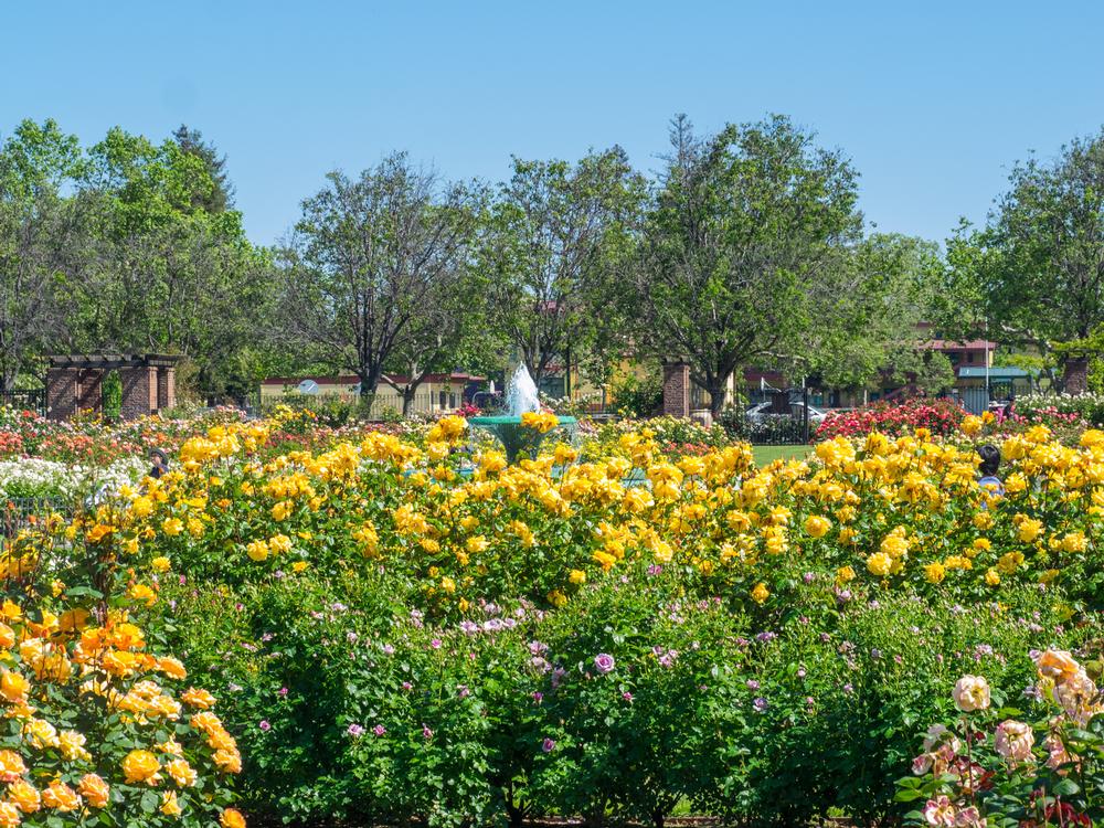Stroll Among Thousands of Blooms at the Municipal Rose Garden