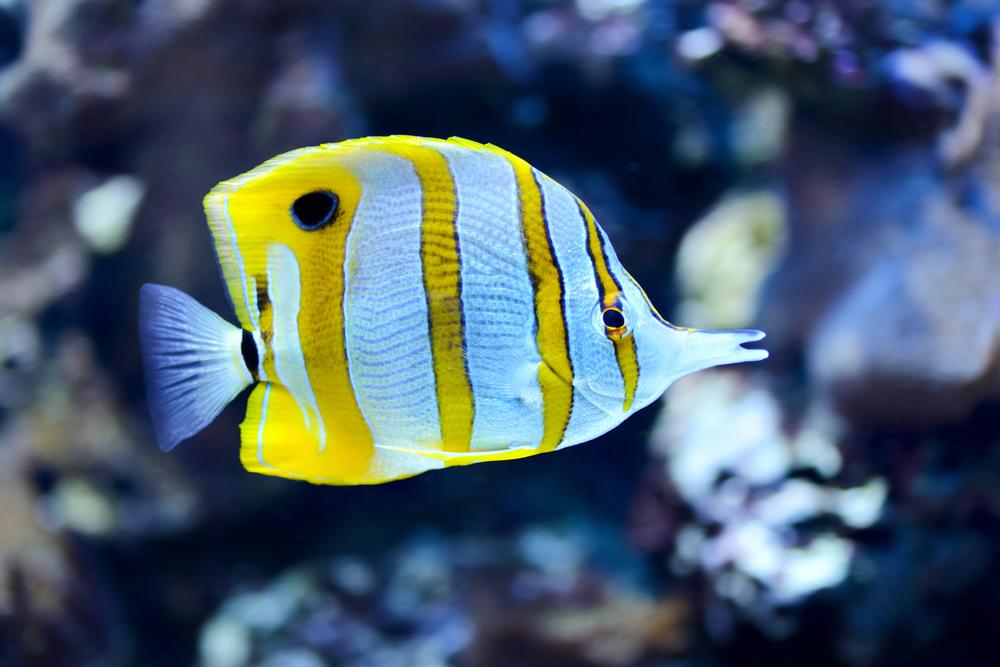 Discover Ocean Science and Sea Creatures at Birch Aquarium at Scripps