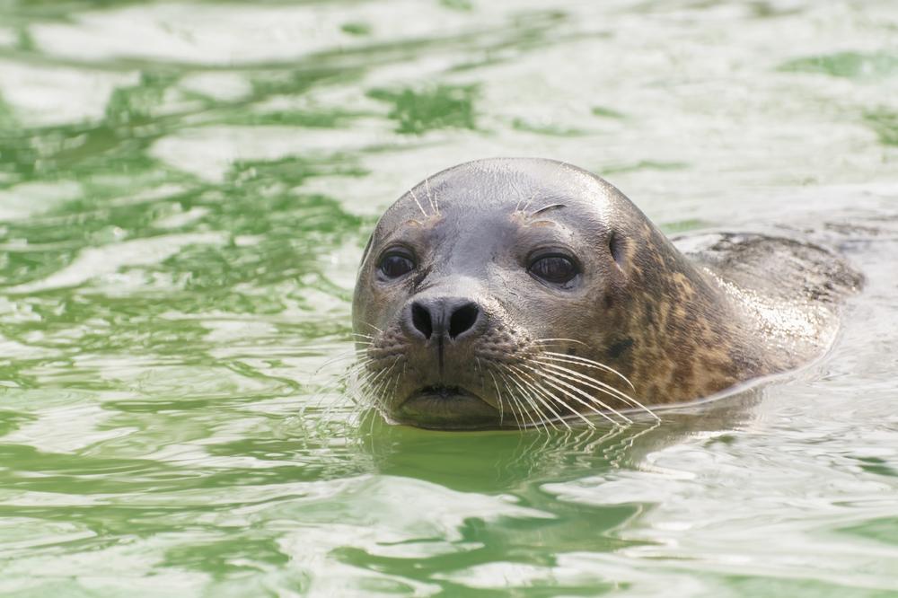 If You Love Marine Life, Visit the Pacific Marine Mammal Center