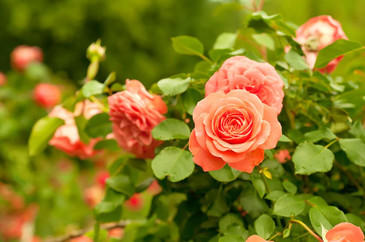 I admire blooming roses in the spring.