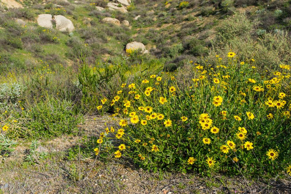 Hike Among Vibrant Blooms at Ventura Botanical Gardens