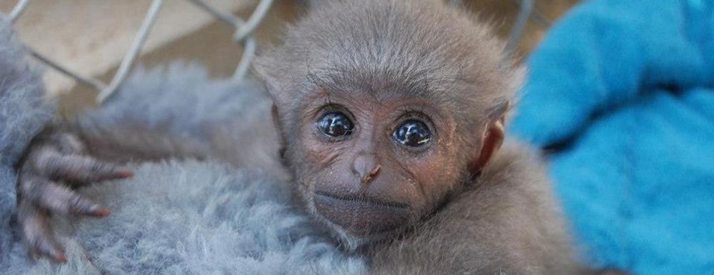 Meet Rare Primates and Support Conservation at the Gibbon Conservation Center