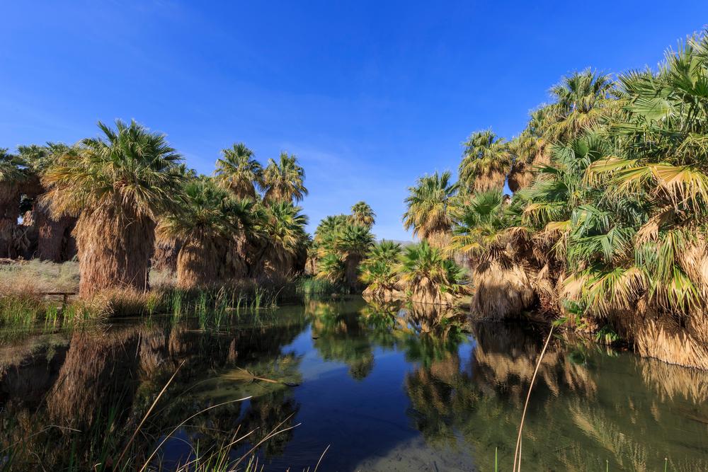 Walk among palms and discover hidden oases on an unusual nature trip.