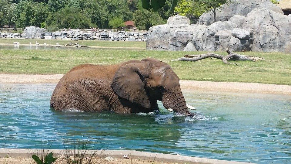 Roar Into Wild Adventures at Fresno Chaffee Zoo