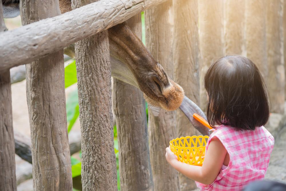 Meet Wild Friends at the Sacramento Zoo