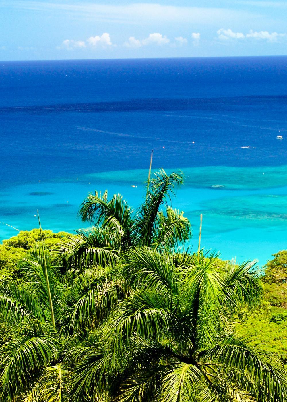 Palm tree and Caribbean Sea