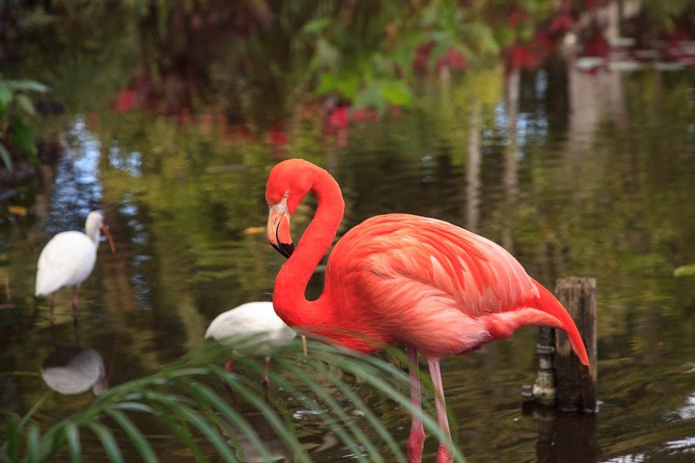 Meet Exotic Wildlife at Ardastra Gardens, Zoo and Conservation Center