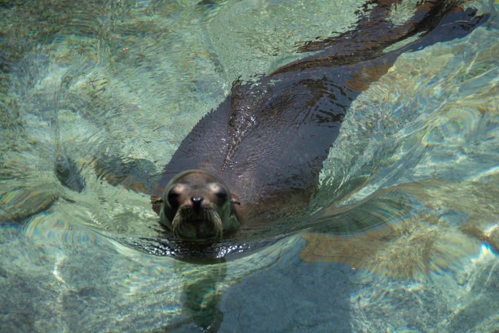 Swim and Play with Sea Lions at Blue Lagoon