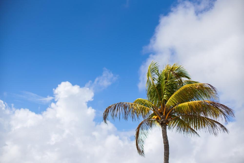 Taste Local Flavors at Arawak Cay