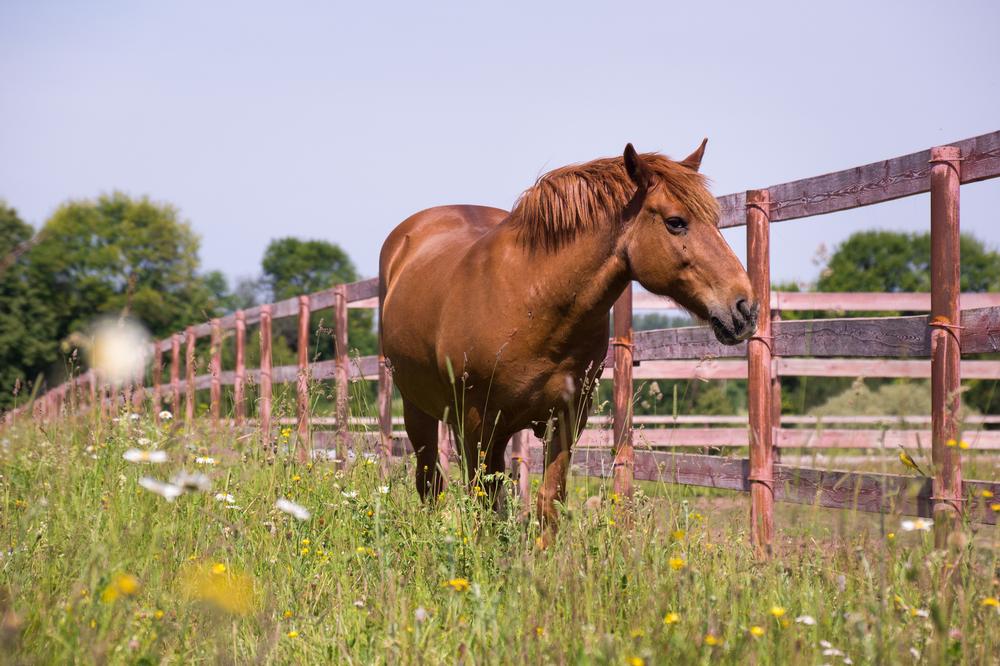 Enjoy a Scenic Horseback Ride from Jackson Stables